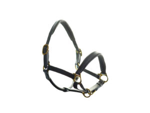 Headcollar Dever Leather Padded - Ascot Range Ex Large